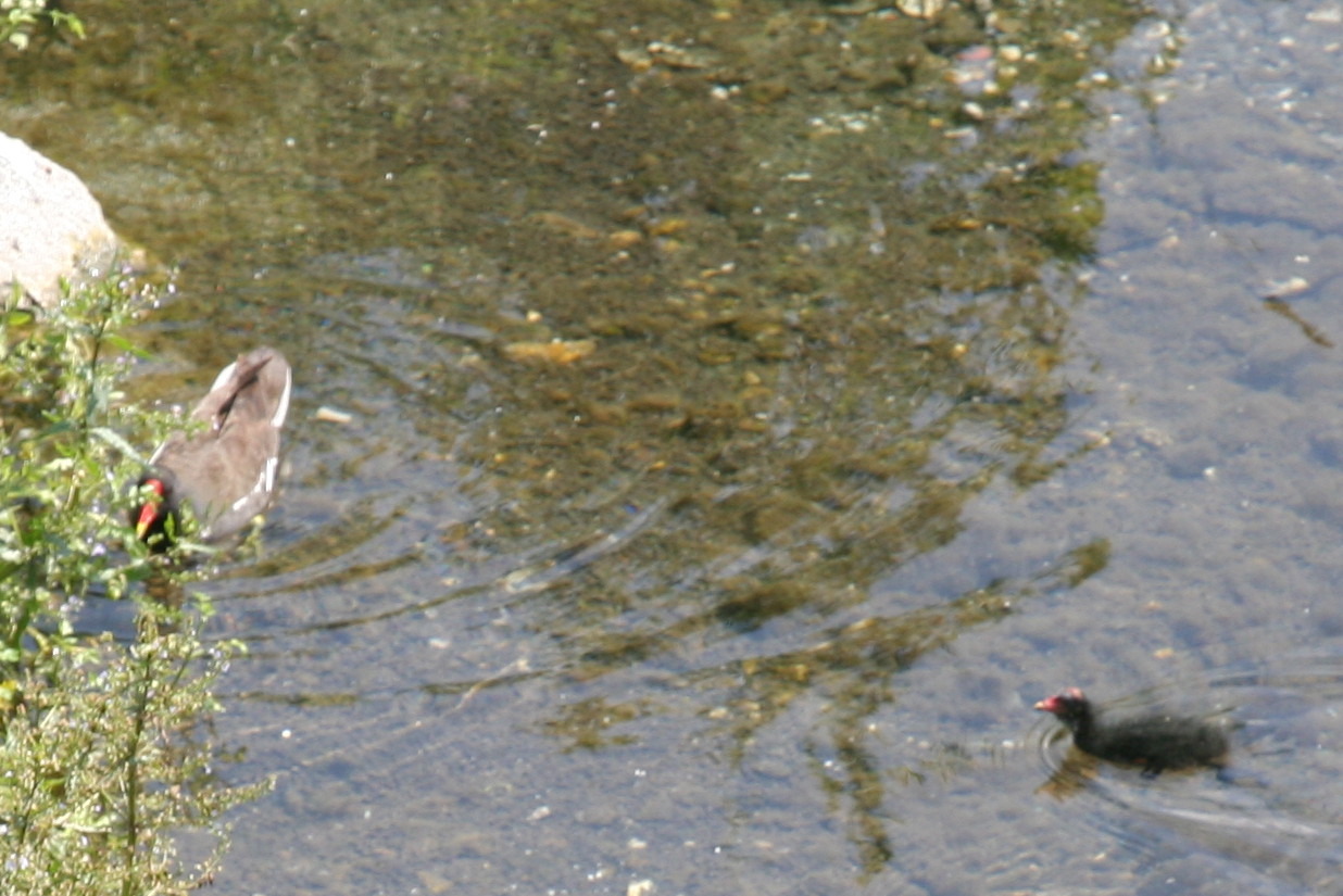 Gallinella d''acqua